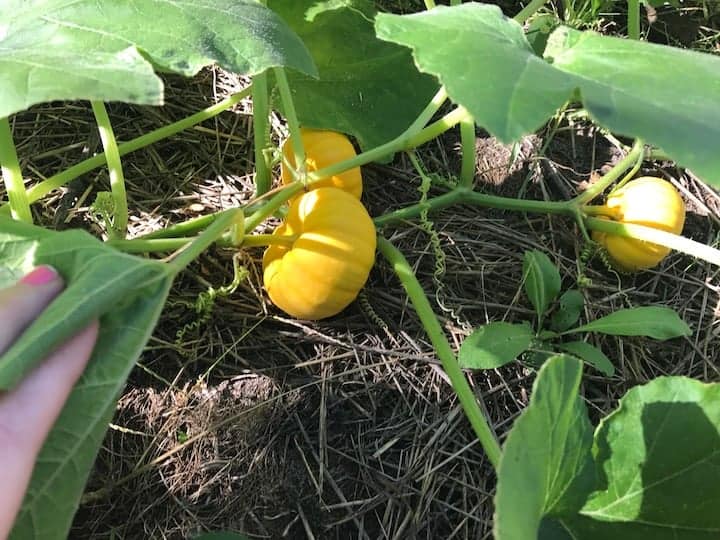 mini pumpkins growing in the garden