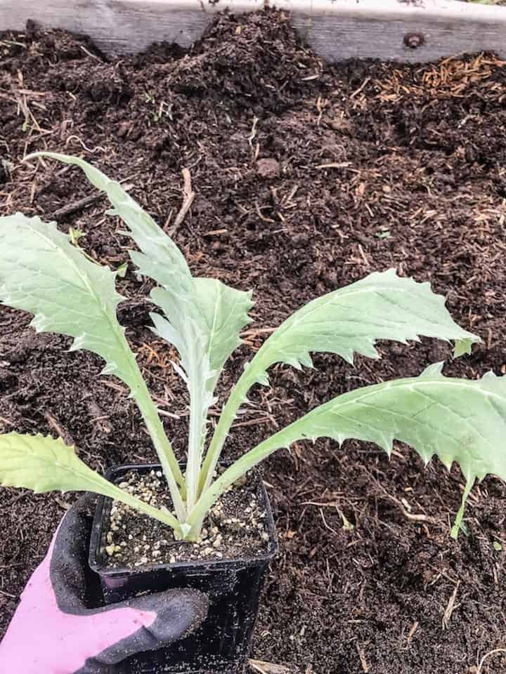 planting artichokes in the garden