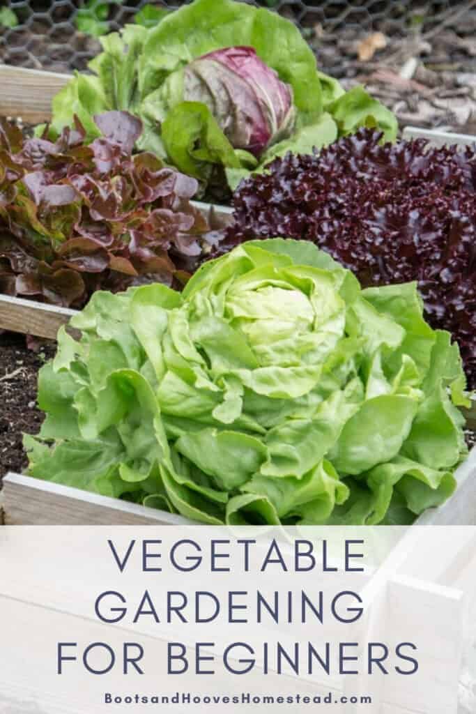 lettuce in the vegetable garden