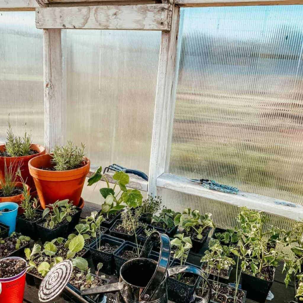 garden starts inside of the greenhouse