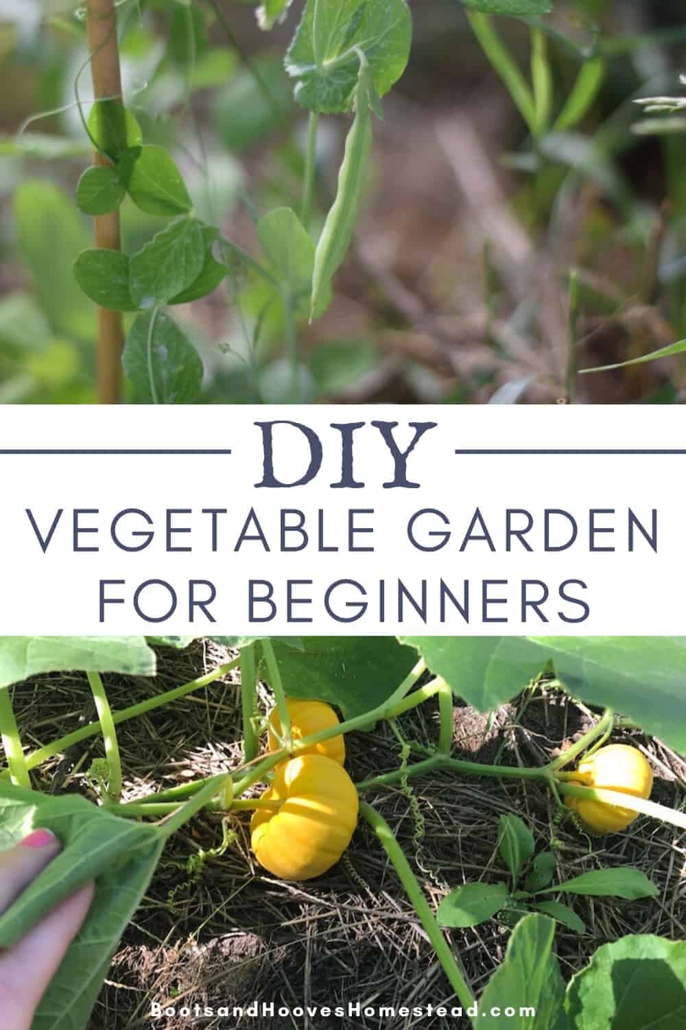 How to Grow a Vegetable Garden (a guide for beginners) - Boots & Hooves ...