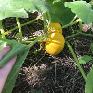 growing mini pumpkins in the vegetable garden