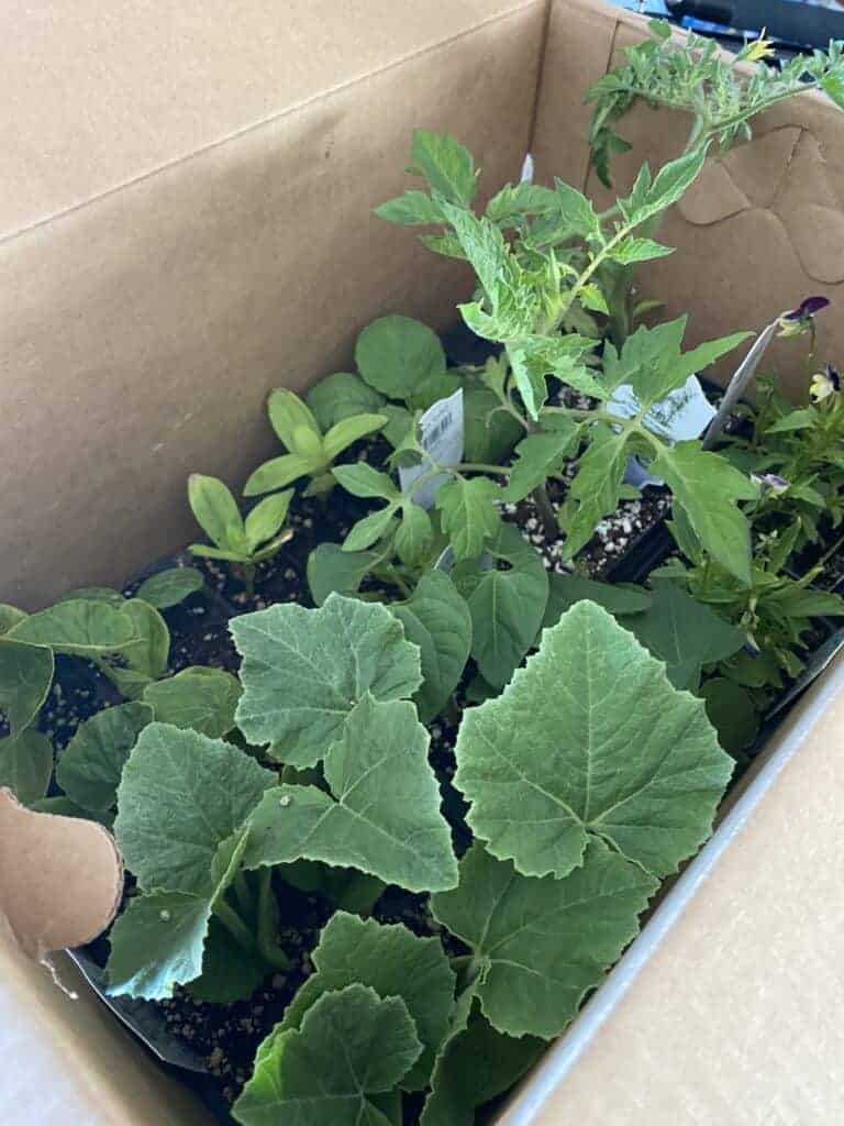 greenhouse transplants purchased from Azure