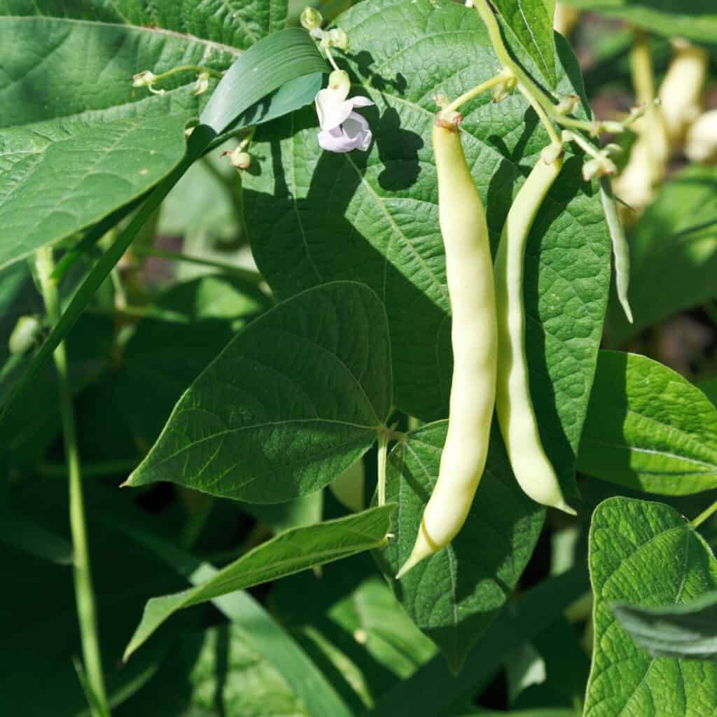 green bean plant in the garden 