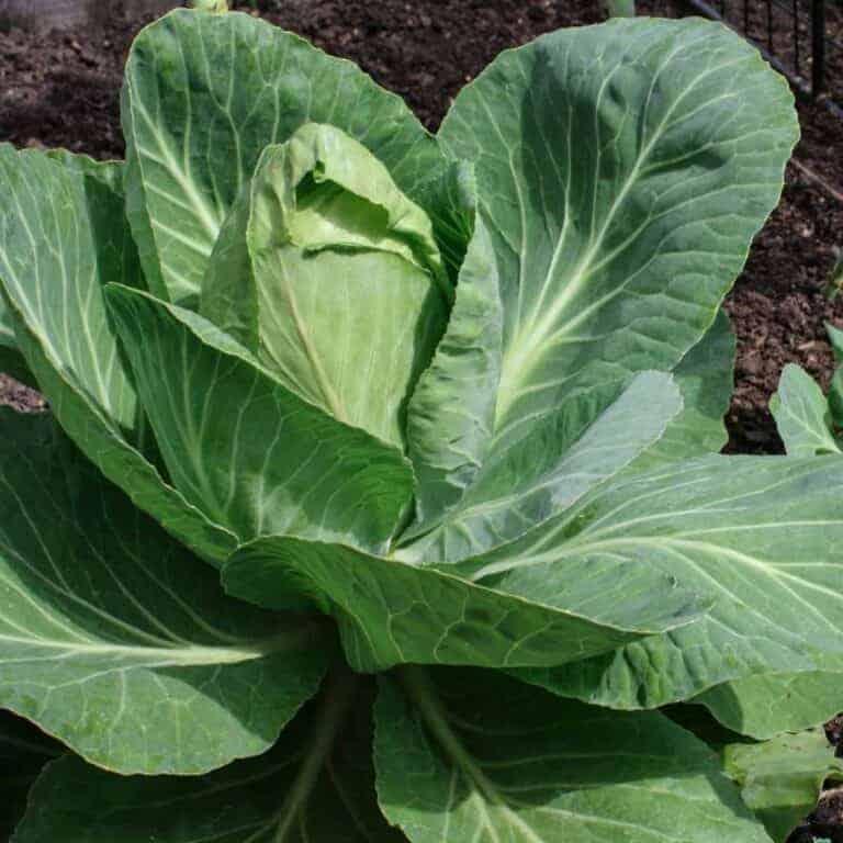 cabbage plants growing in the fall garden