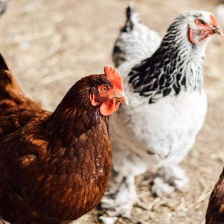 5 of Our Favorite & Best Chickens for Pets Boots & Hooves Homestead