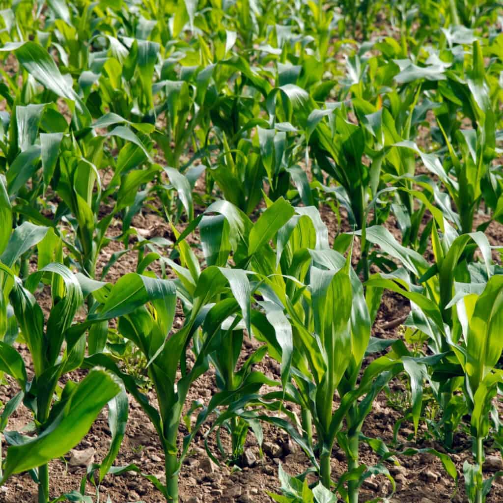 corn growing in the summer garden 