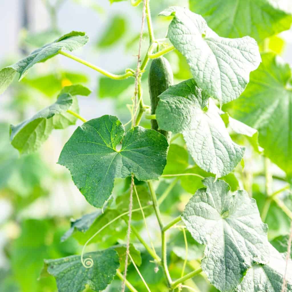 cucumber plant growing in the summer garden