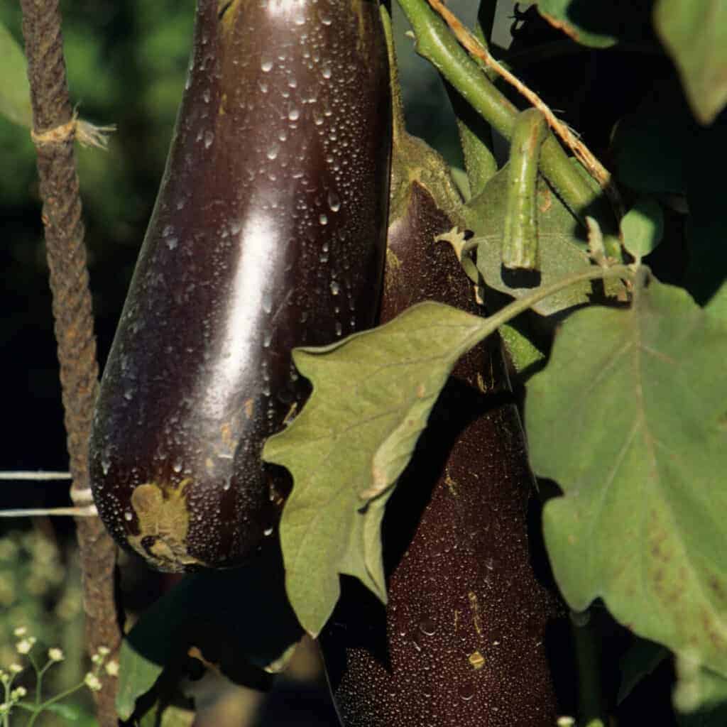 two eggplants growing on plant in garden