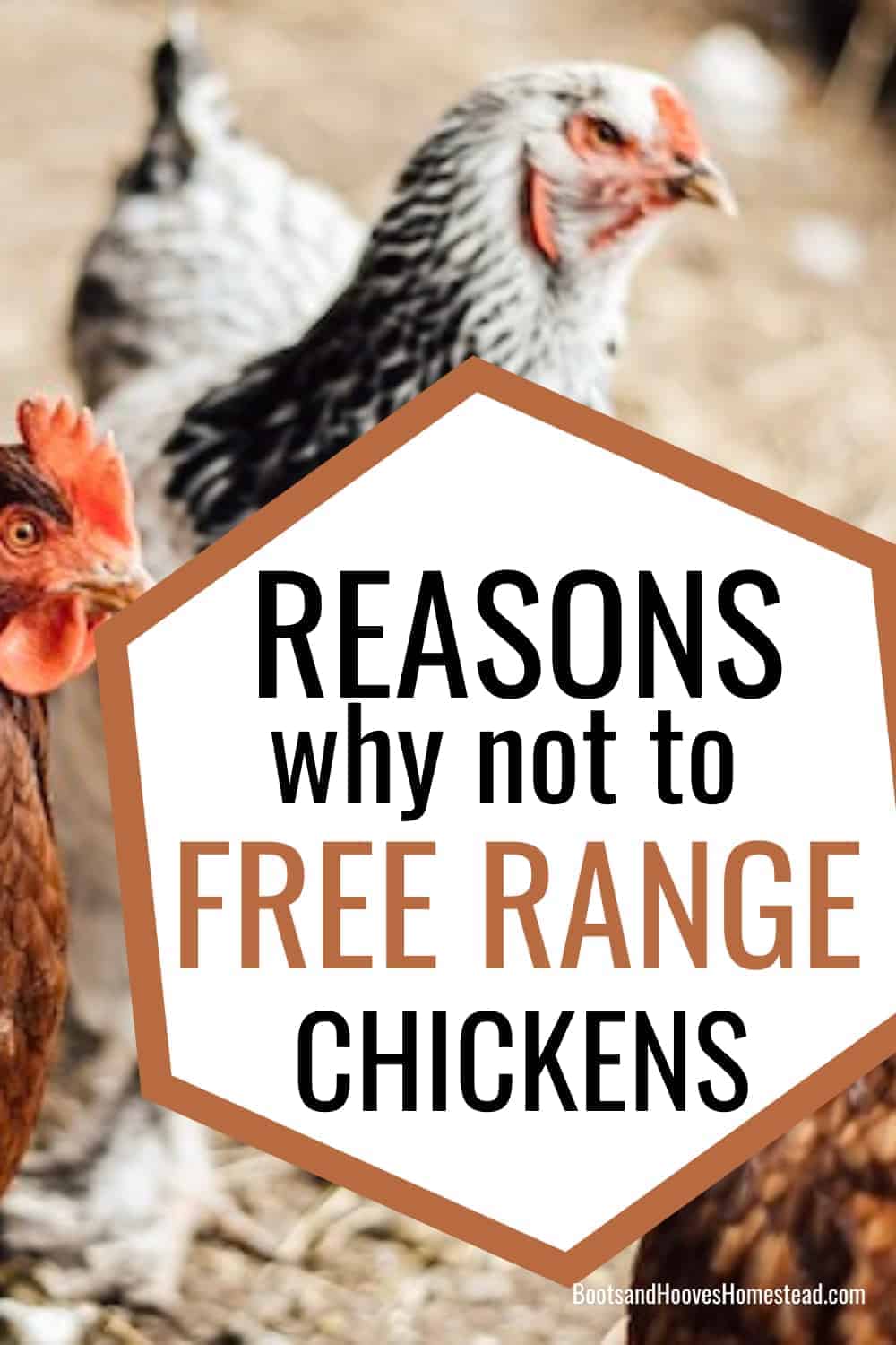 Why Not Free Range Chickens - Boots & Hooves Homestead