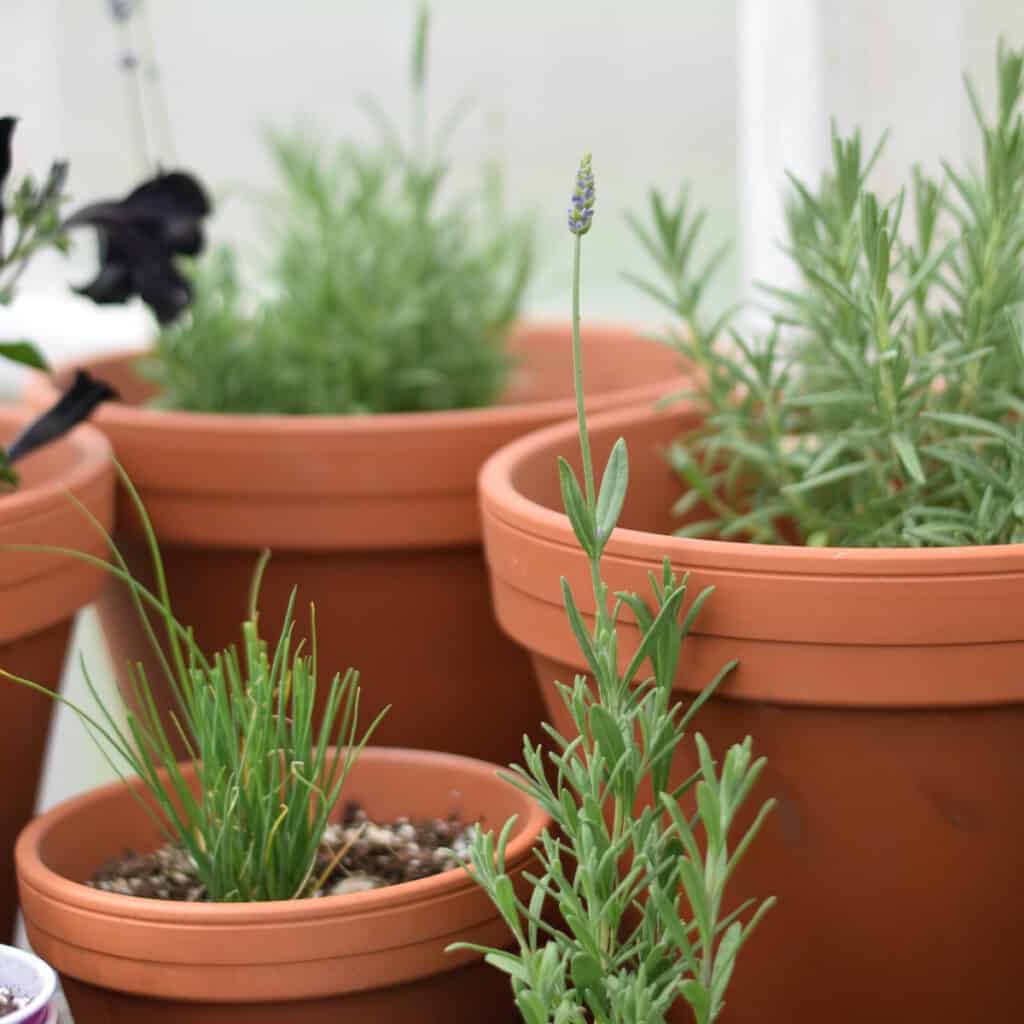 a variety of herbs growing in terra cotta pots