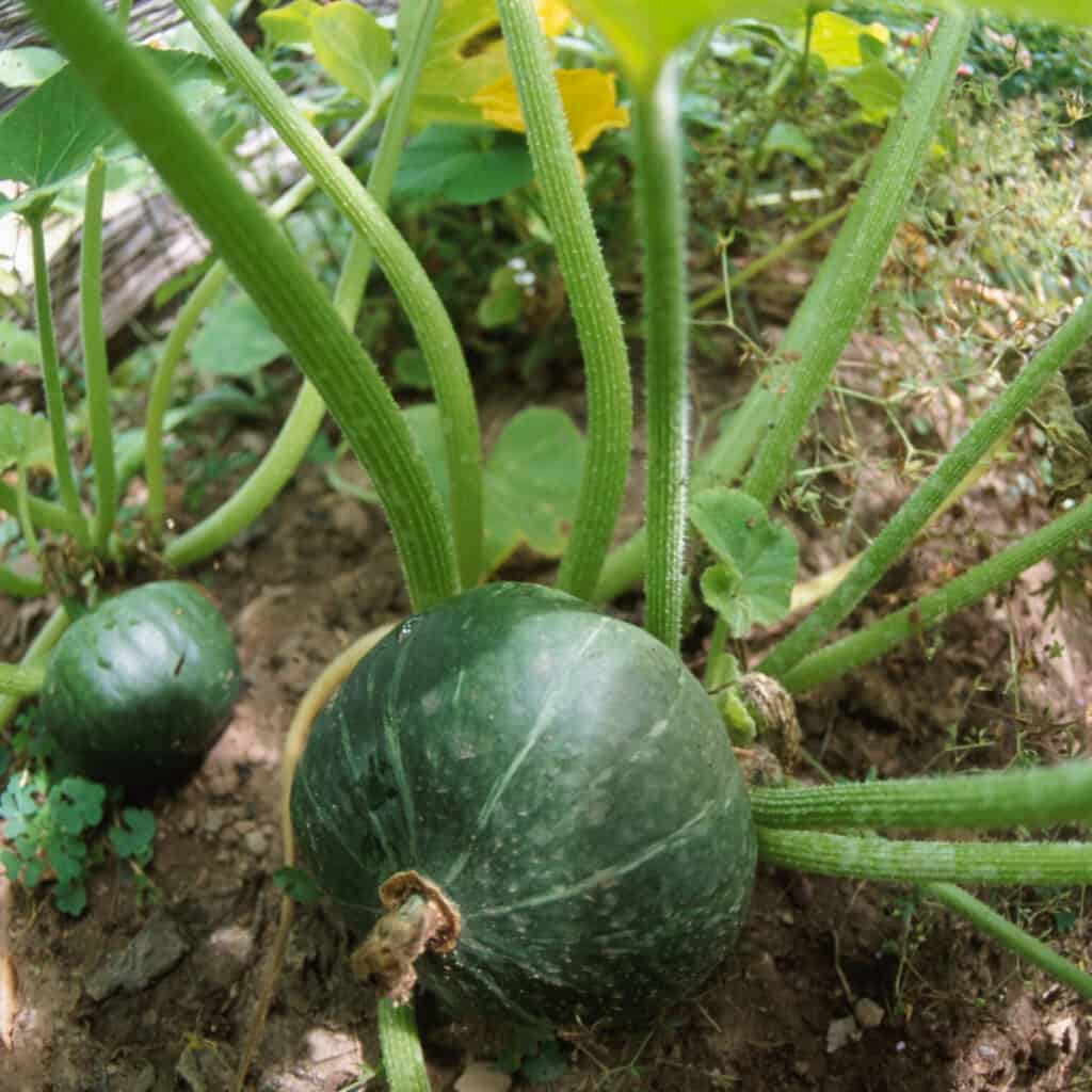 watermelon plant growing