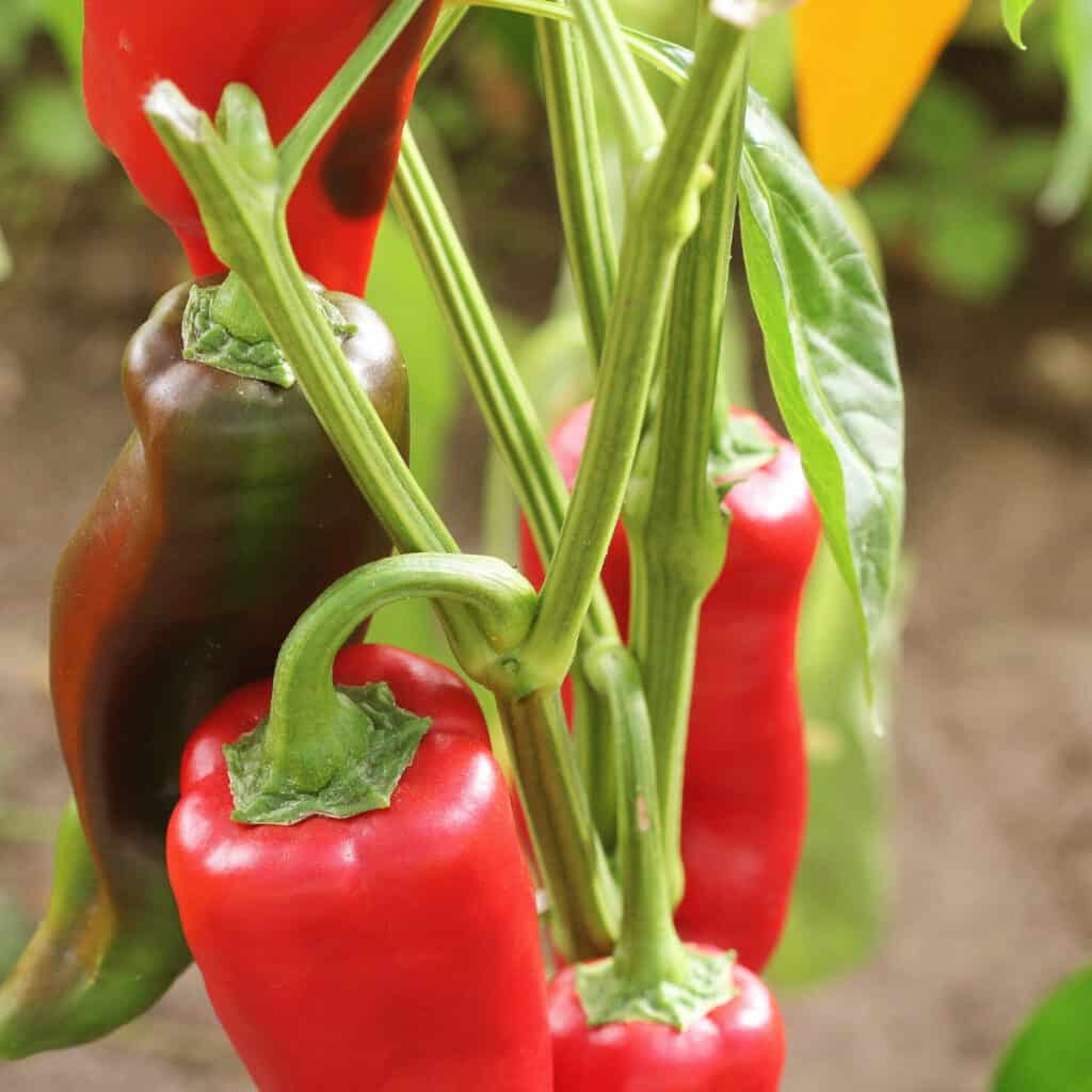 green and red hot peppers growing in the garden