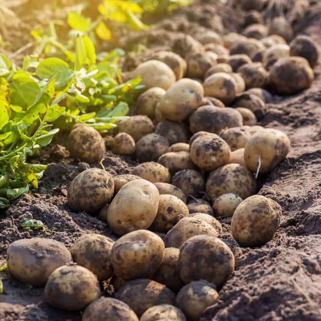 large row of potatoes in the garden