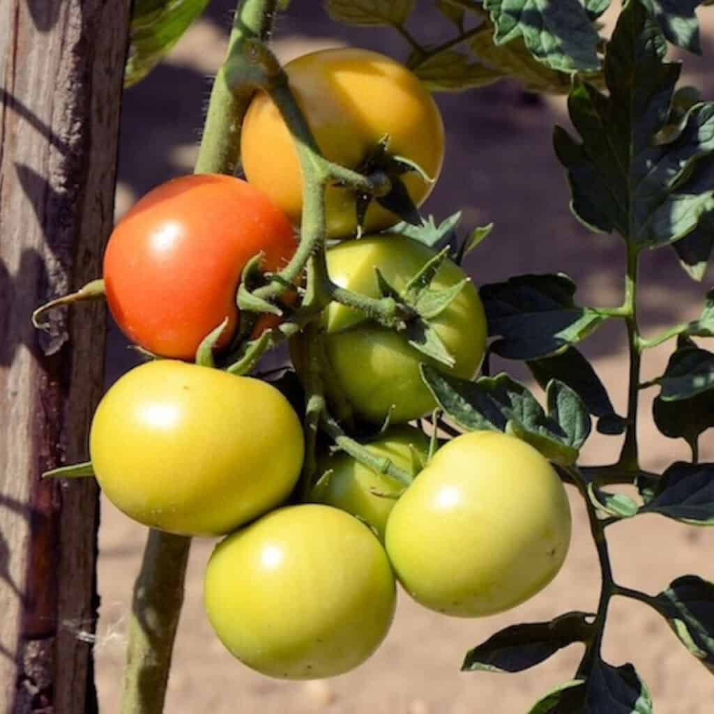 one of the best vegetables to plant in summer is the tomato plant growing with a stake trellis