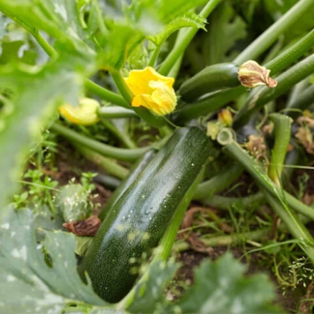 zucchini plants in the garden