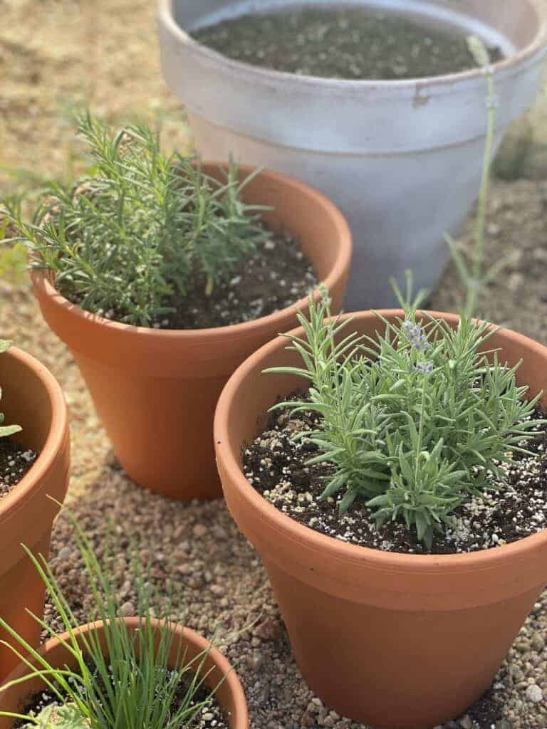 terra cotta planters with herbs