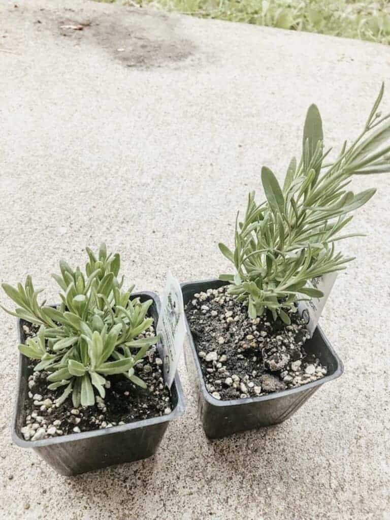 lavender plants in black pots