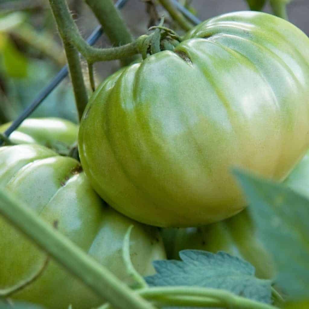 italian heirloom green tomato on the vine 