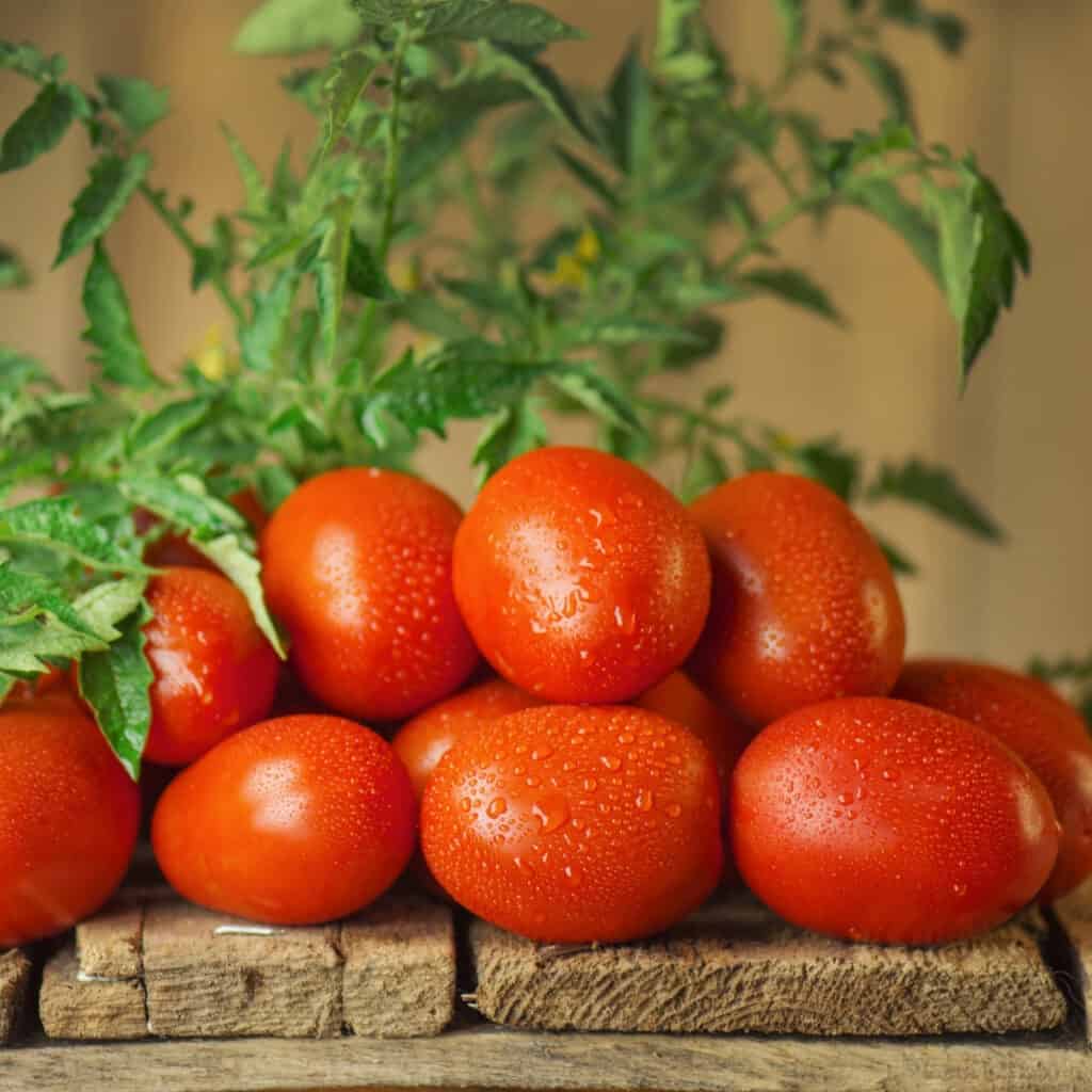 roma tomato on wooden pallet