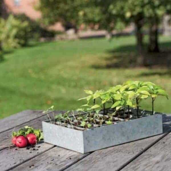 galvanized seed starting trays on outdoor table with seedlings inside