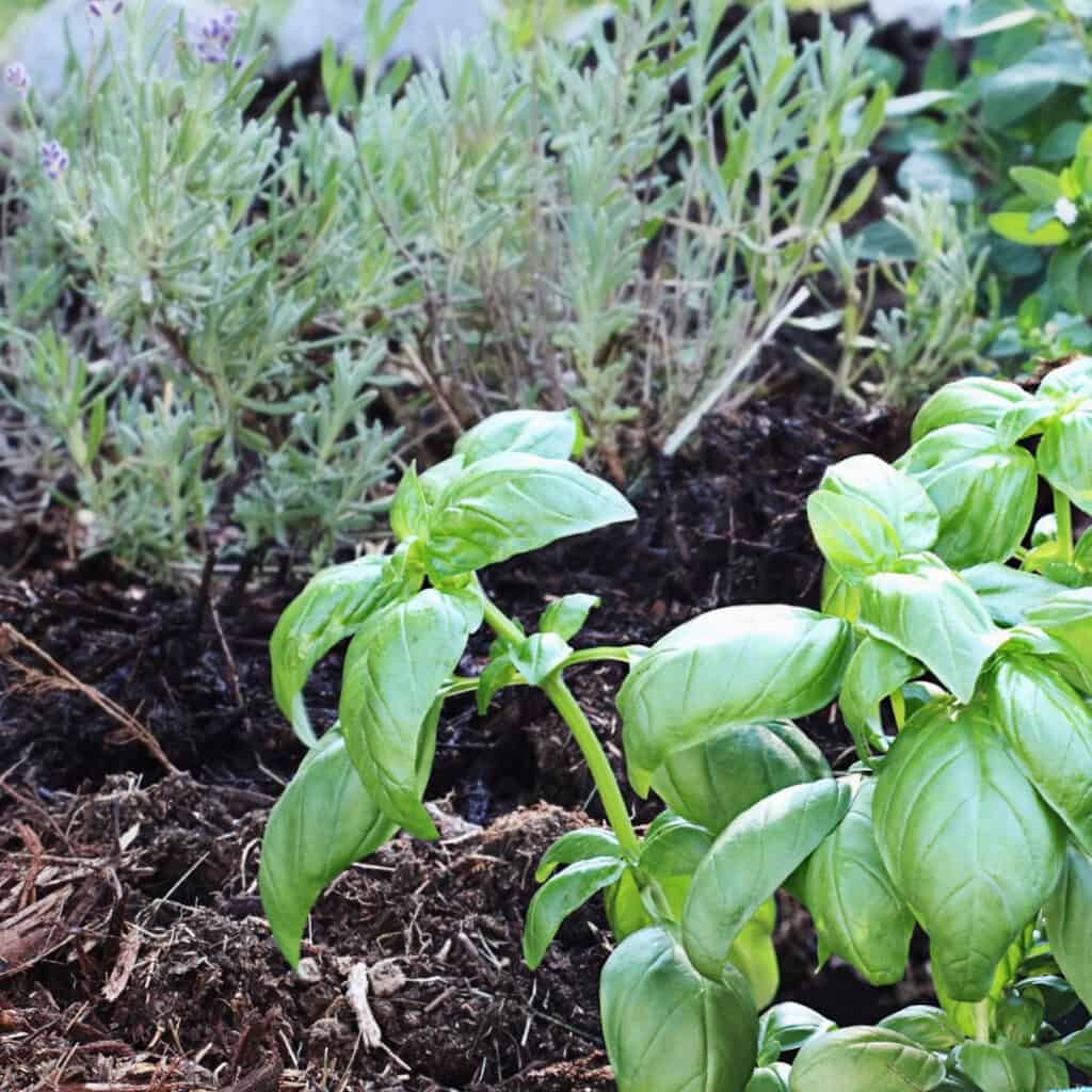 basil herb garden