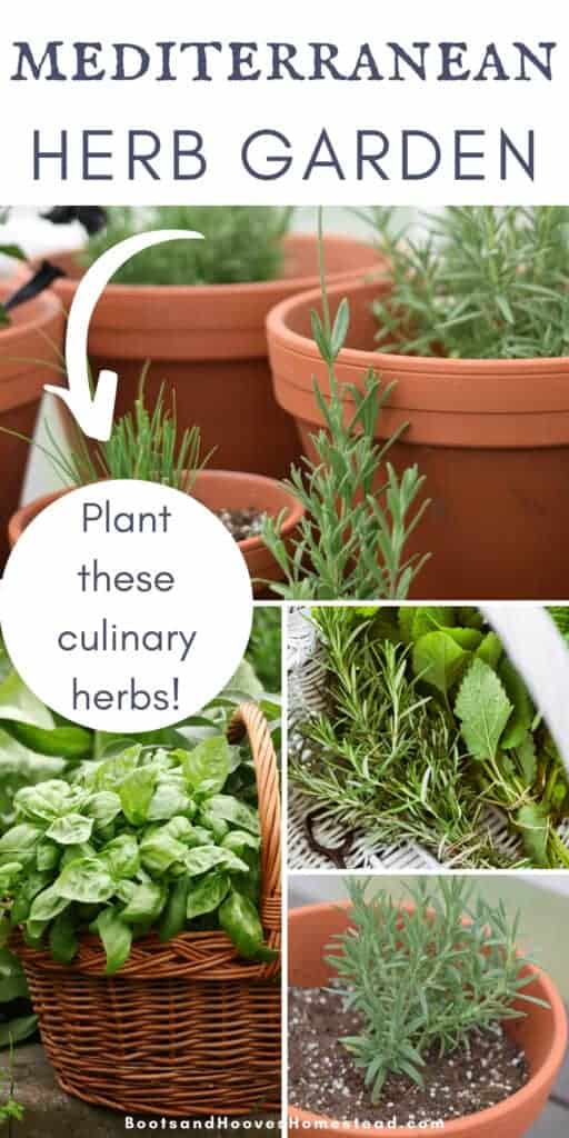 basil, lavender, rosemary herbs in terra cotta planters and baskets