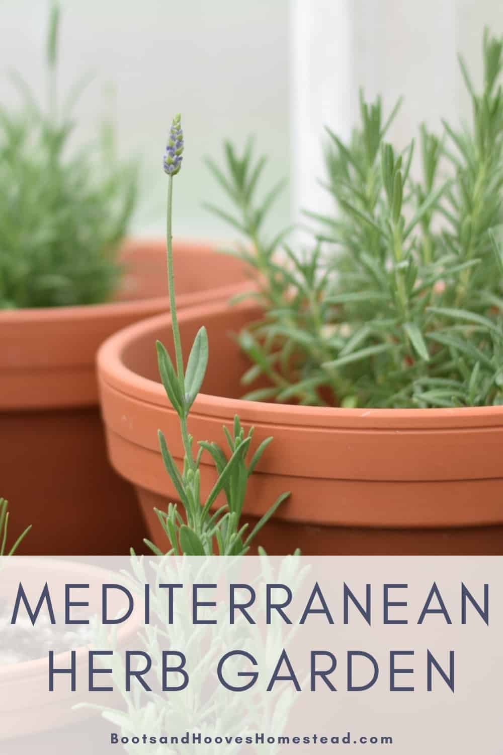 Mediterranean Herbs to Grow in the Garden - Boots & Hooves Homestead