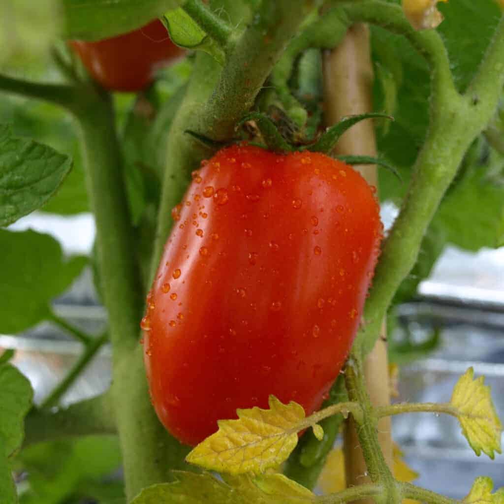 san marzanno tomatoes growing on a vine in the garden 