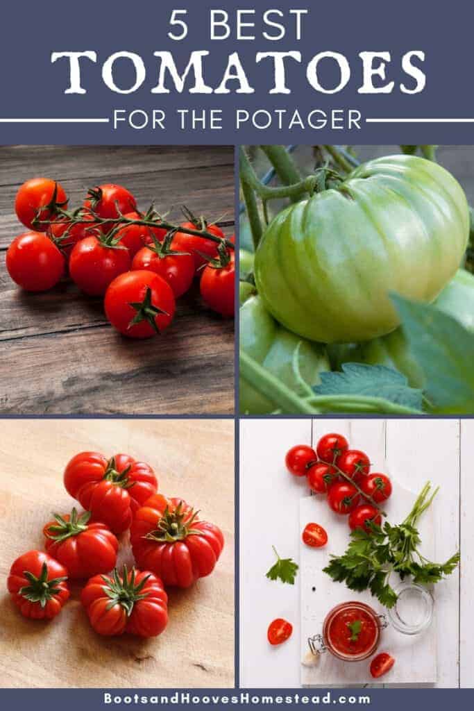 photo collage of 4 tomato plants and text overlay that reads: 5 best tomatoes for the potager