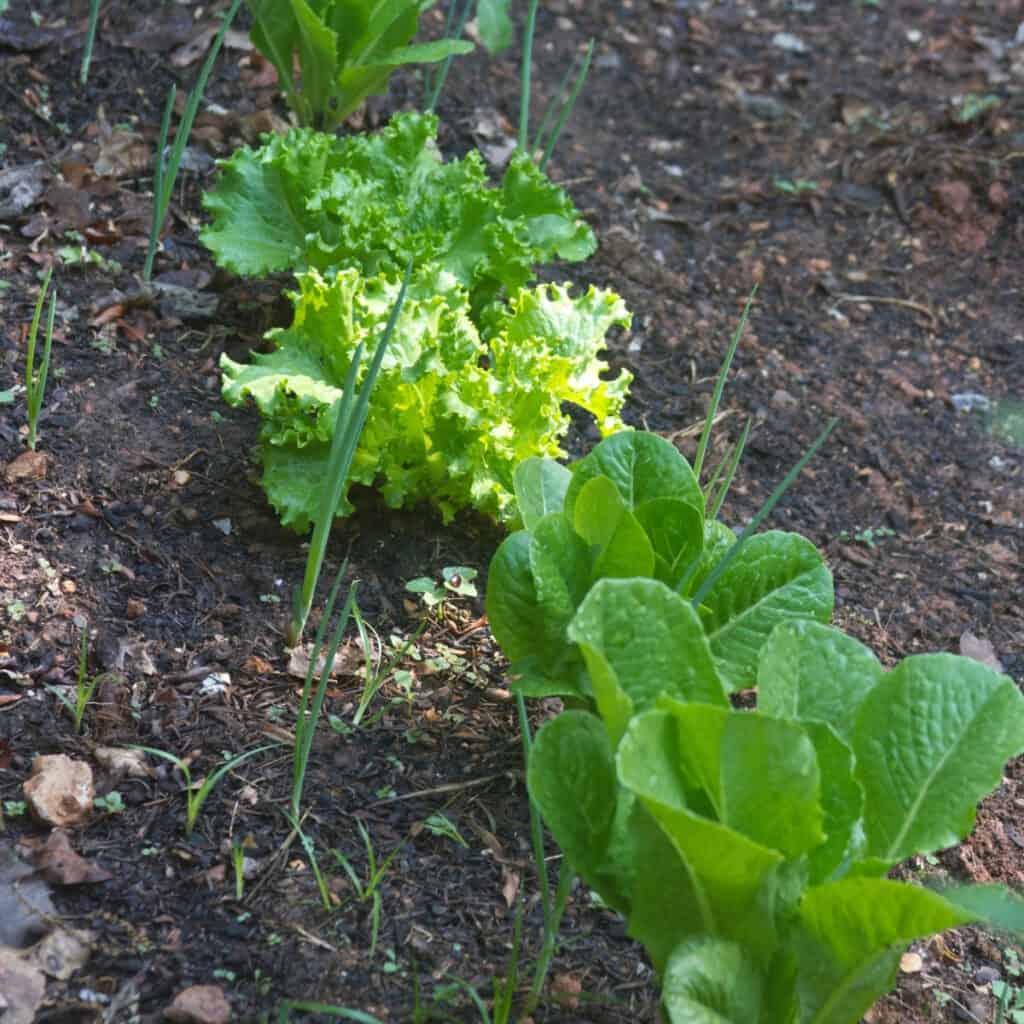 companion planting lettuces with chives