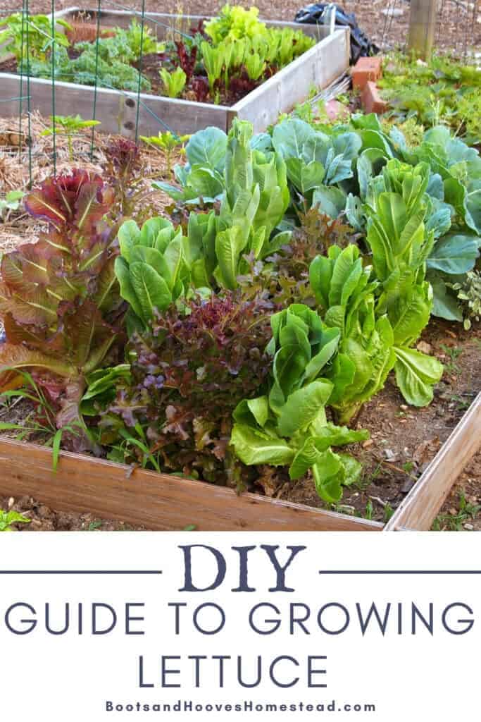 raised garden bed with a variety of lettuces