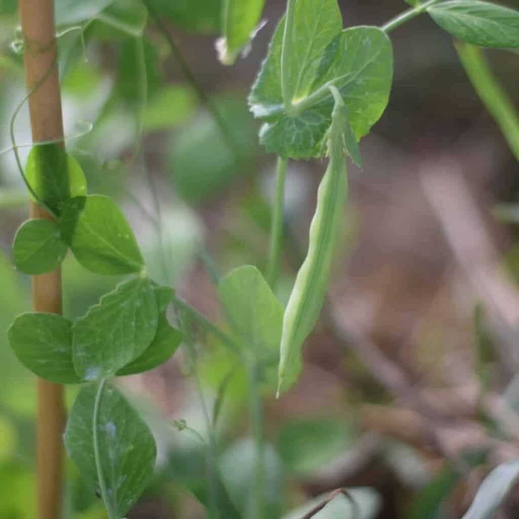 garden peas growing in the garden 