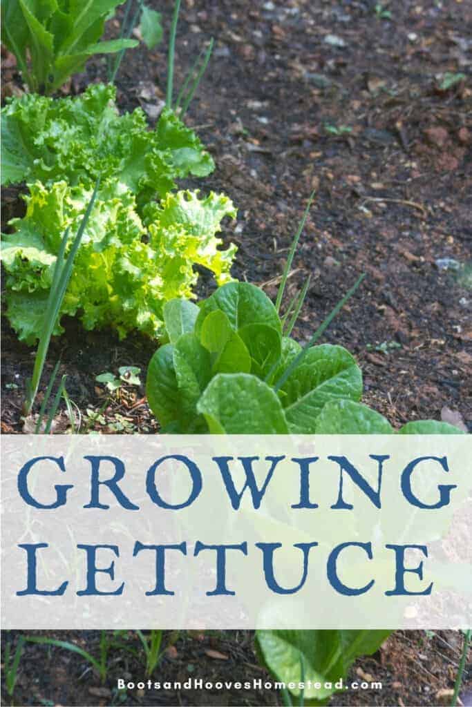 lettuce growing with onions and chives in the home garden