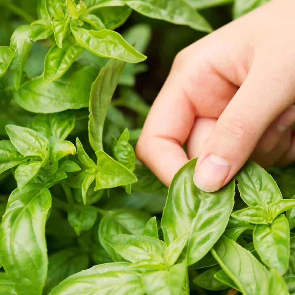 harvesting fresh basil leaves from the kitchen garden 