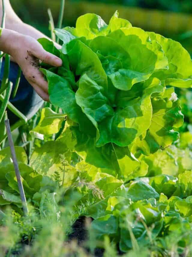 harvesting lettuce from the garden