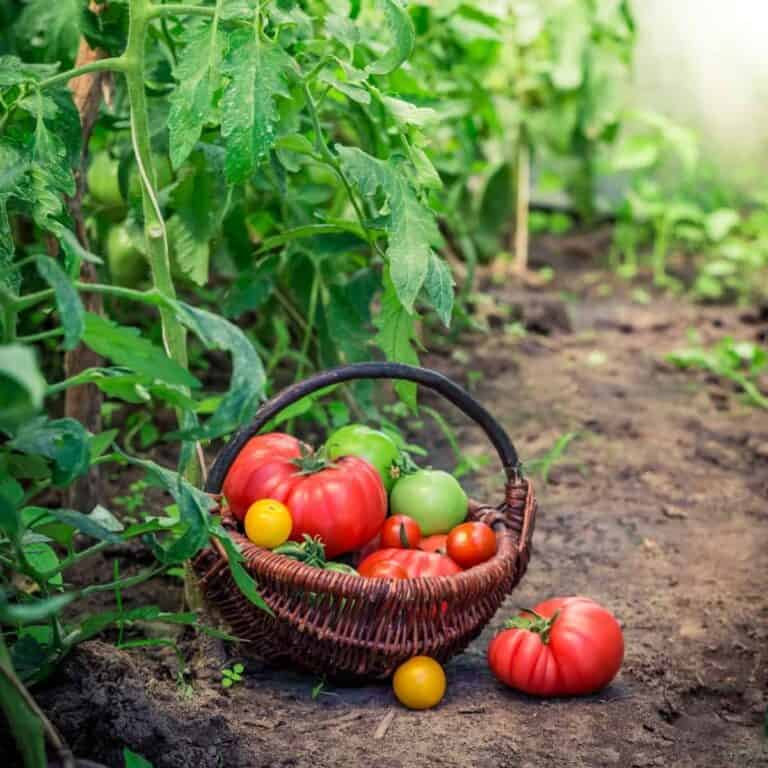 tomatoes on a basket in the garden