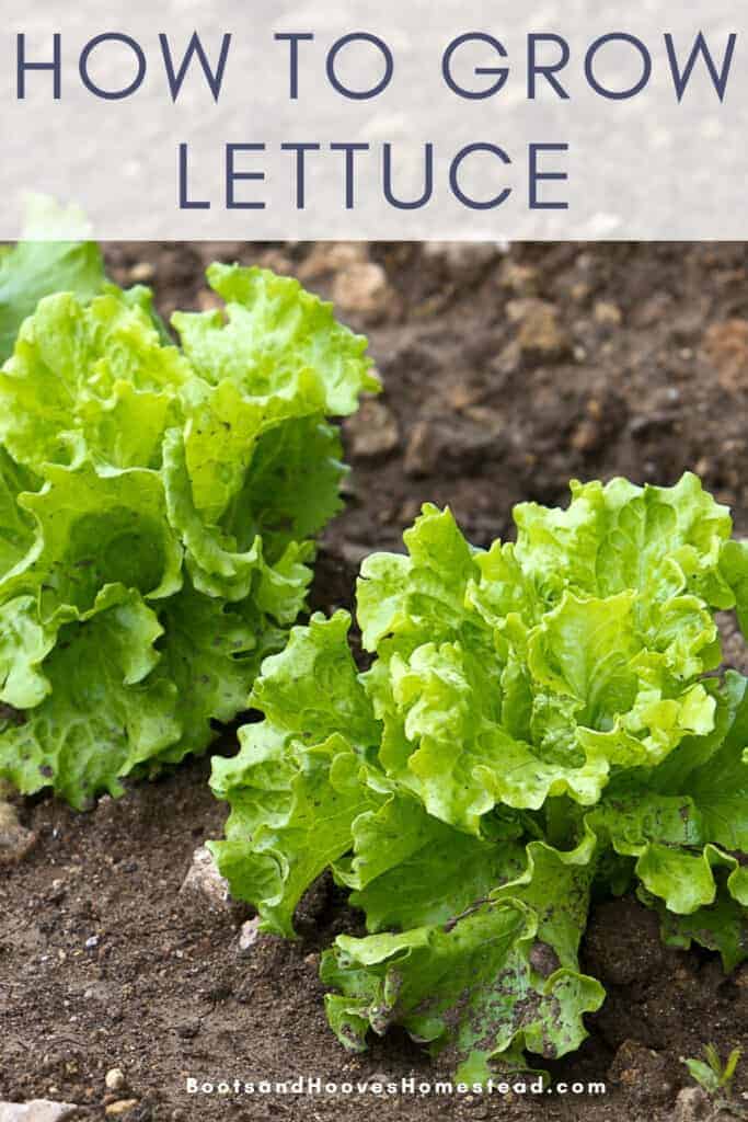 lettuce growing in the potager kitchen garden