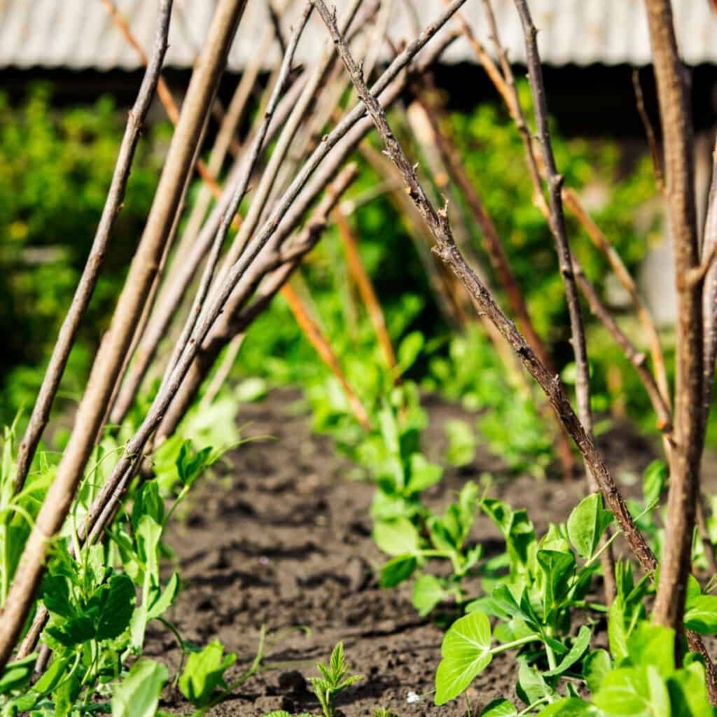 garden peas growing on a trellis