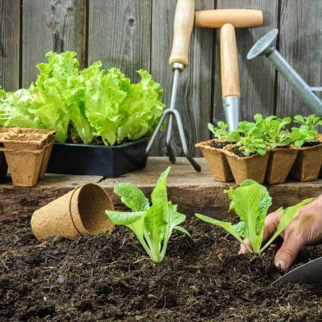 planting lettuce in a garden