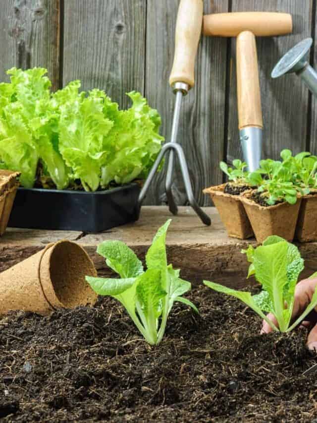 planting lettuce in a garden