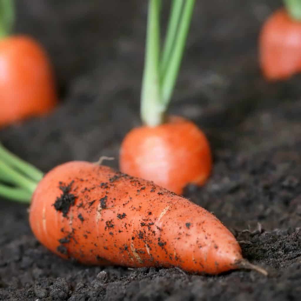 carrots growing in the garden 