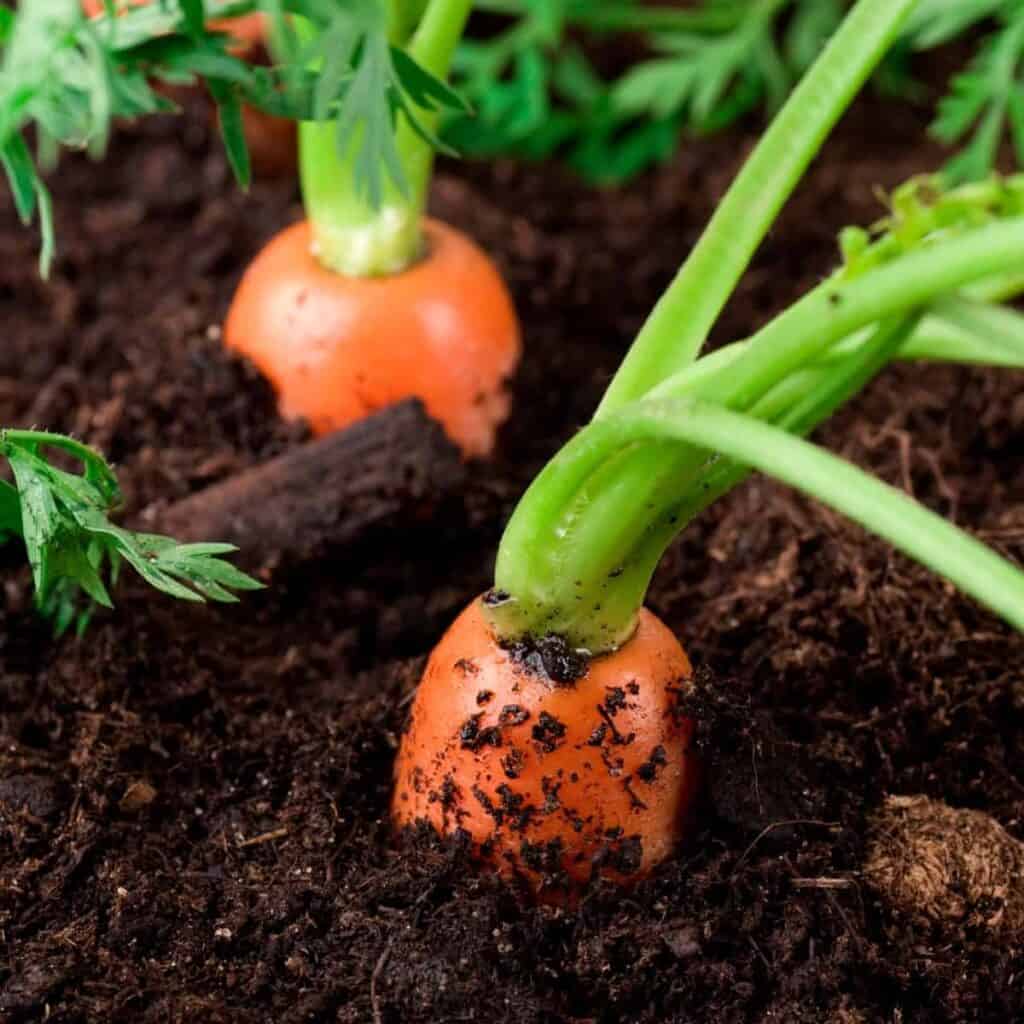 tops of carrots sticking out of soil in the garden 