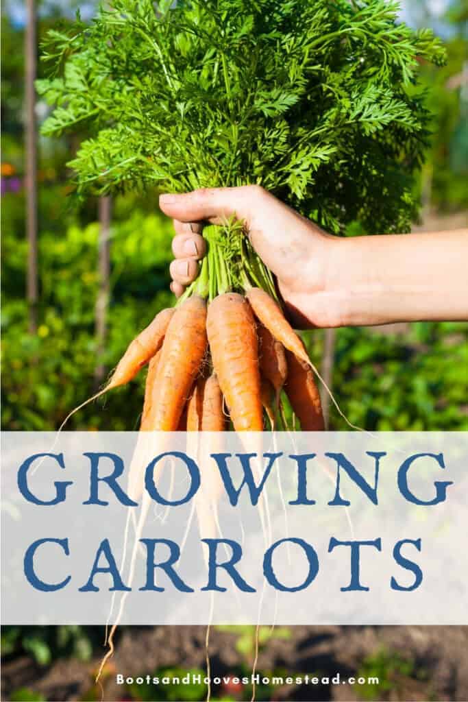 How to Grow Carrots - Boots & Hooves Homestead