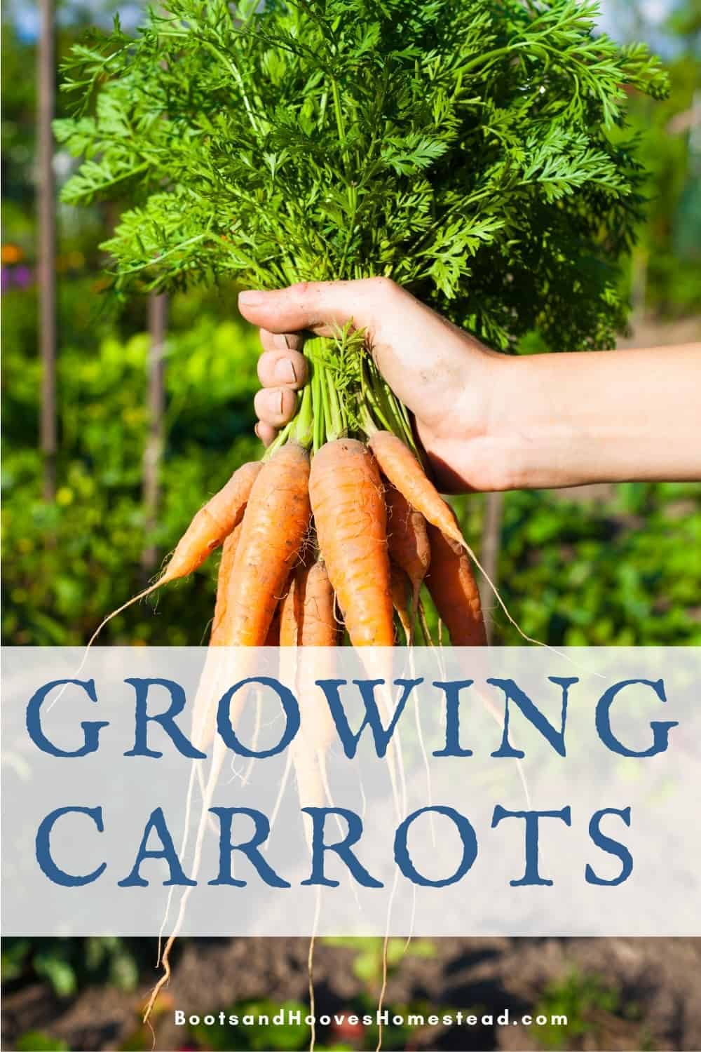 How to Grow Carrots Boots & Hooves Homestead