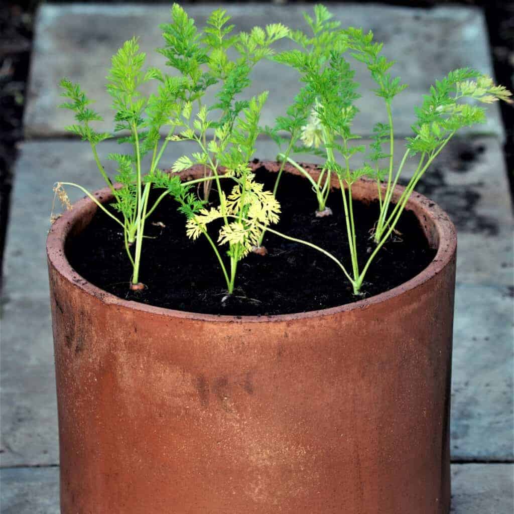 carrots growing in containers