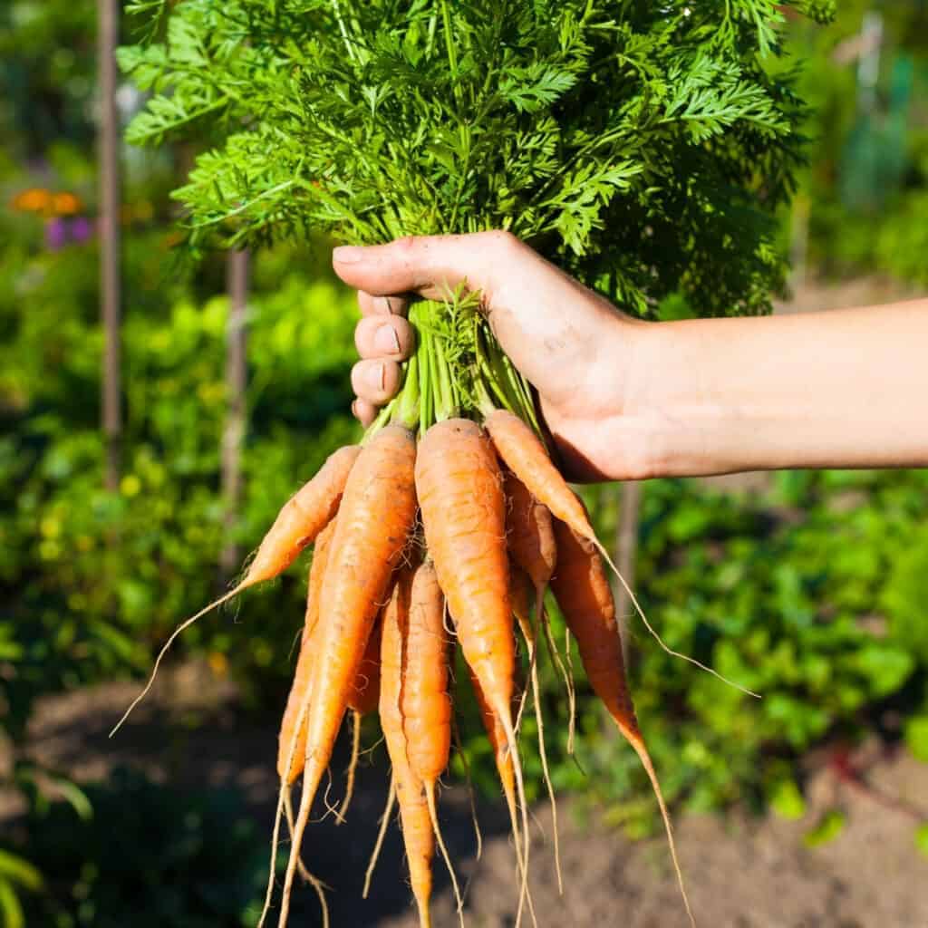 harvesting carrots in the garden