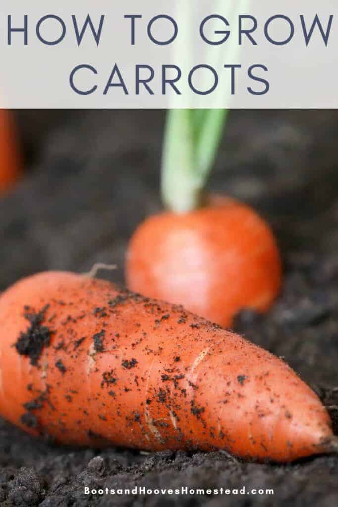 How to Grow Carrots - Boots & Hooves Homestead