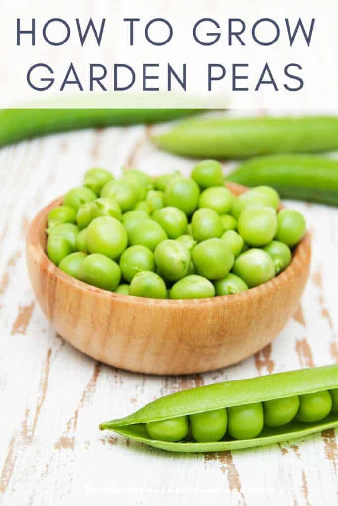 fresh harvested garden peas in a wooden bowl