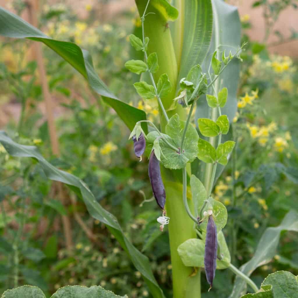 purple pea plant trellised with corn 